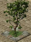 Mầm cây may mắn - Phong Thần (ảnh 1)