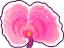 Linh lang hồ điệp