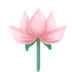 Hoa sen hồng